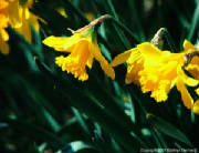 daffodilsglebe.jpg