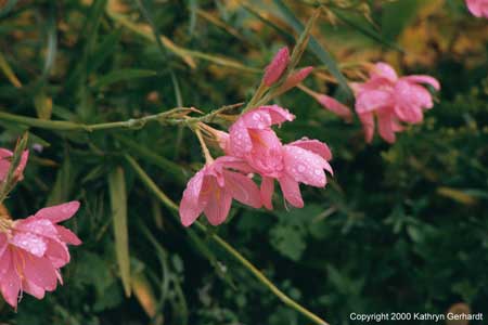 birrcastleflowers2.jpg