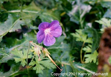 loughcrewgardens.jpg