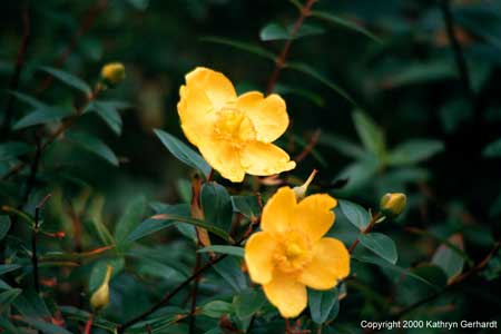 yellowflowerbirr.jpg